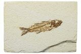 Uncommon Juvenile Fish Fossil (Mioplosus) - Wyoming #244622-1